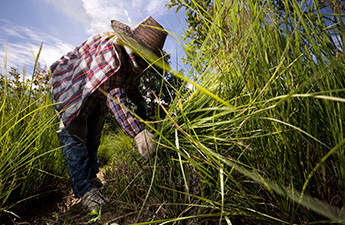 ข่าว ศูนย์ศึกษาการพัฒนาห้วยทรายฯ