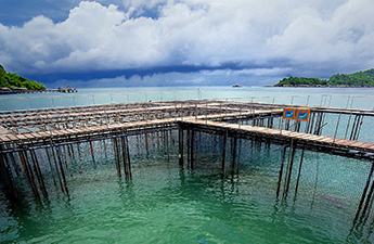 ข่าว ศูนย์ศึกษาการพัฒนาอ่าวคุ้งกระเบนฯ