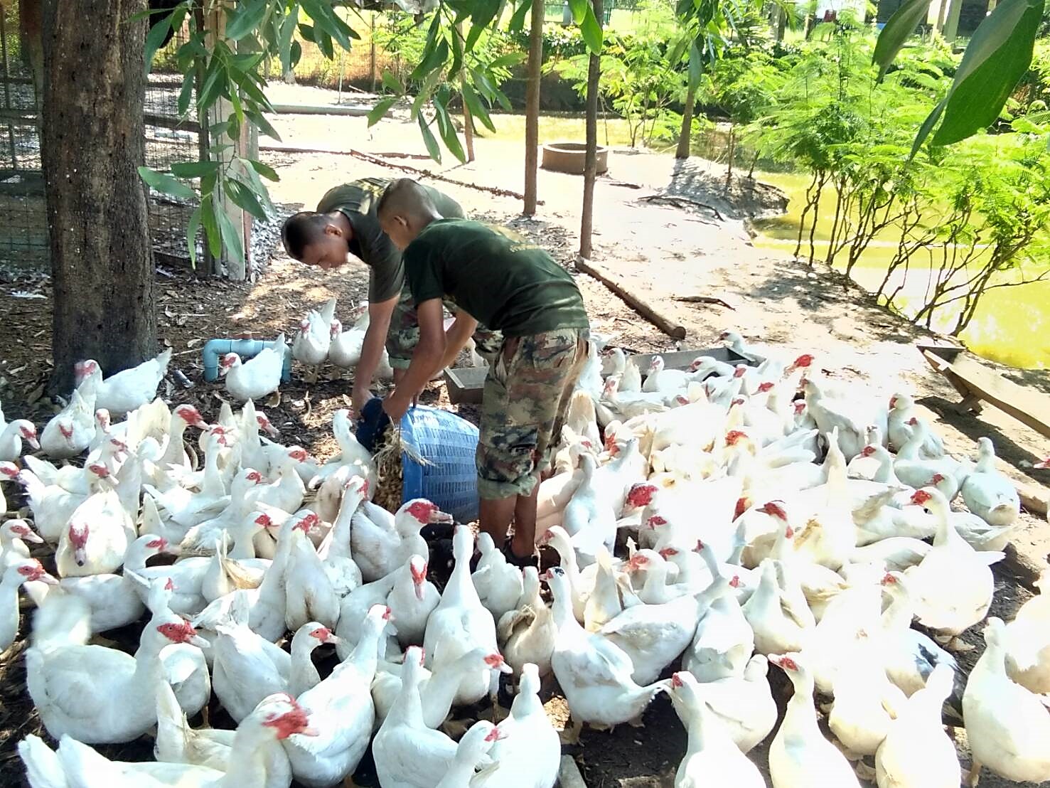 โครงการฟาร์มตัวอย่างในสมเด็จพระนางเจ้าฯ พระบรมราชินีนาถ ในรัชกาลที่ ๙ (กิจกรรมฟาร์มตัวอย่างฯ และกิจกรรมชุดดูแลเรือนรับรองที่ประทับ) บ้านเหนือ หมู่ที่ ๓ ตำบลคลองหอยโข่ง อำเภอคลองหอยโข่ง  จังหวัดสงขลา