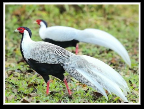 โครงการจัดหาน้ำให้แก่สถานีเพาะเลี้ยงสัตว์ป่าบางละมุง อันเนื่องมาจากพระราชดำริ ตำบลห้วยใหญ่ อำเภอบางละมุง จังหวัดชลบุรี