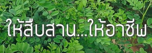 Ep31 ให้สืบสานให้อาชีพ (ภูพาน)