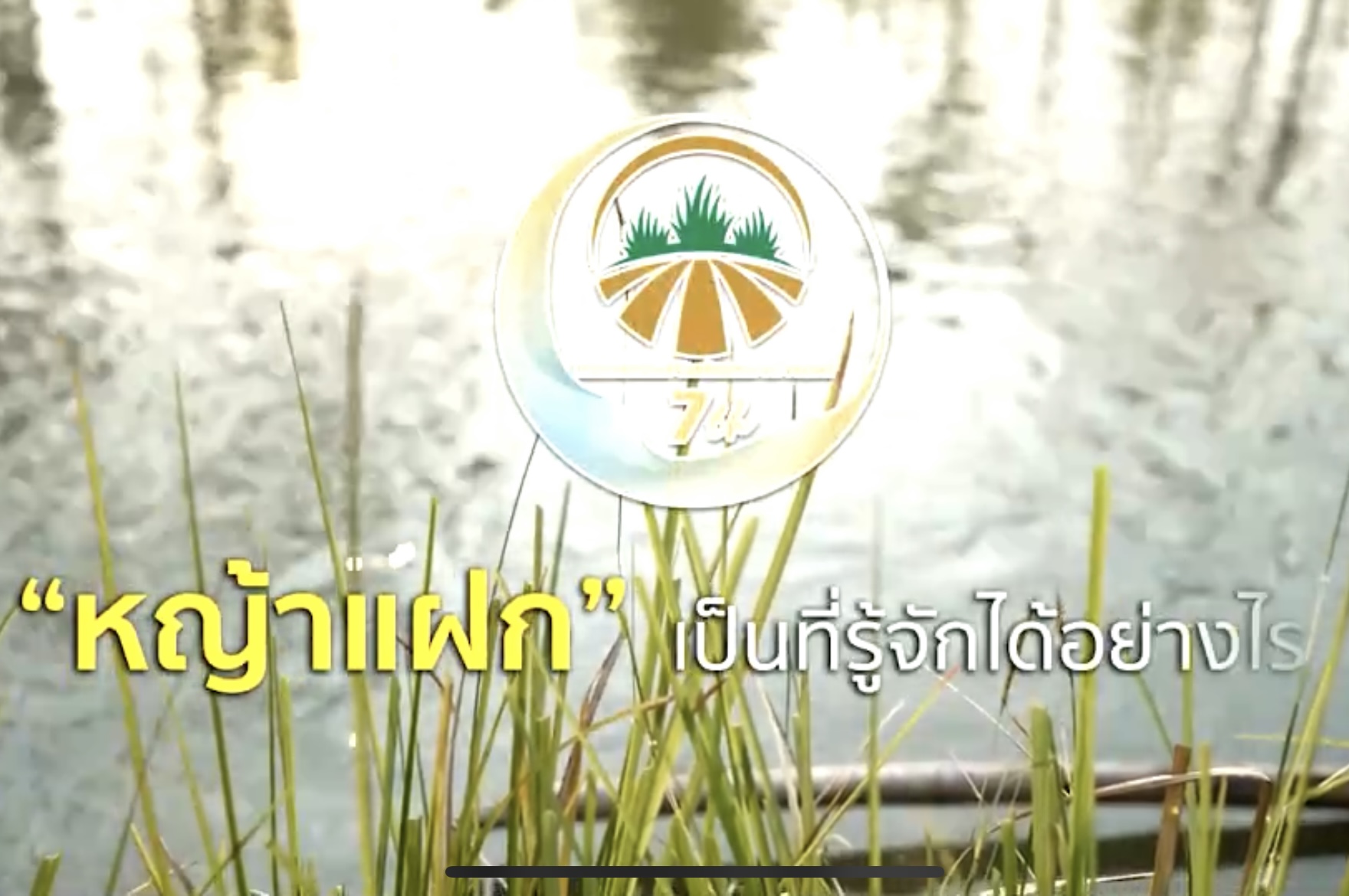 “หญ้าแฝก” เป็นที่รู้จักได้อย่างไร