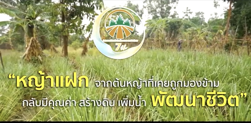 หญ้าแฝก จากต้นหญ้าที่เคยถูกมองข้าม กลับมีคุณค่า สร้างดิน เพิ่มน้ำ พัฒนาชีวิต