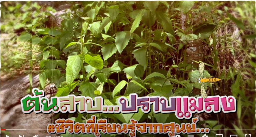 ปี 2566 : ชีวิตที่เรียนรู้จากศูนย์ EP.5 ต้นสาบ...ปราบแมลง