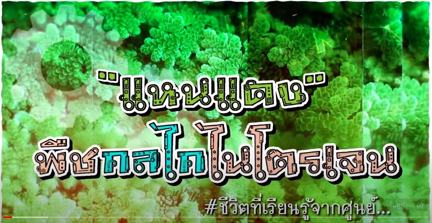 ปี 2566 : ชีวิตที่เรียนรู้จากศูนย์ EP.7 แหนแดง...พืชกลไกไนโตรเจน