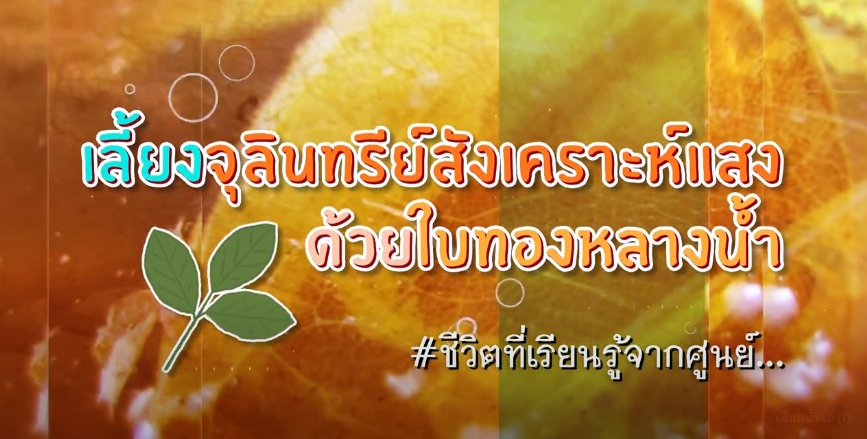 ปี 2566 : ชีวิตที่เรียนรู้จากศูนย์ EP.8 เลี้ยงจุลินทรีย์สังเคราะห์แสงด้วยใบทองหลางน้ำ