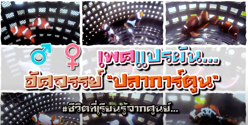 ปี 2566 : ชีวิตที่เรียนรู้จากศูนย์ EP.9 เพศแปรผัน อัศจรรย์ปลาการ์ตูน