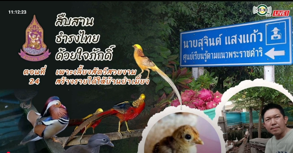 ปี 2567 : รายการ สืบสาน ธำรงไทย ด้วยใจภักดิ์ ตอนที่ 24 เพาะเลี้ยงสัตว์สวยงาม สร้างรายได้ให้บ้านป่าเมี่ยง