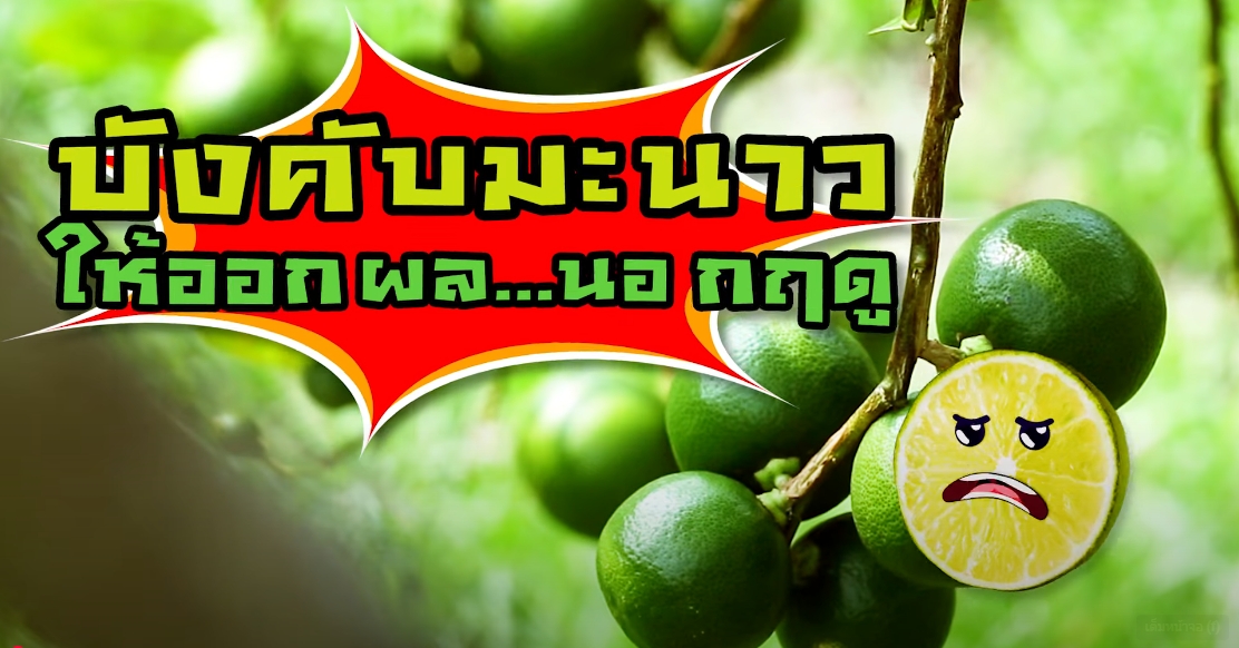 ปี 2567 : ชีวิตที่เรียนรู้จากศูนย์ EP.8 บังคับมะนาวให้ออกผลนอกฤดู