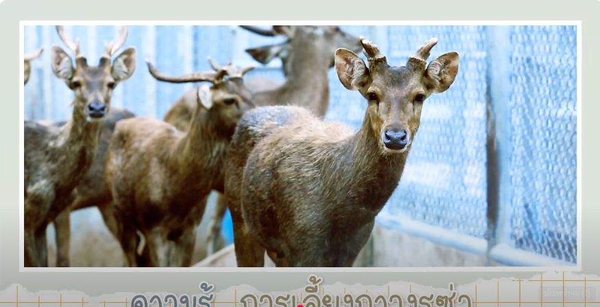 ปี 2568 : ชีวิตที่เรียนรู้จากศูนย์ EP.1 เลี้ยงกวางรูซ่า