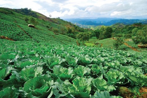  Royal Project Mae Tho