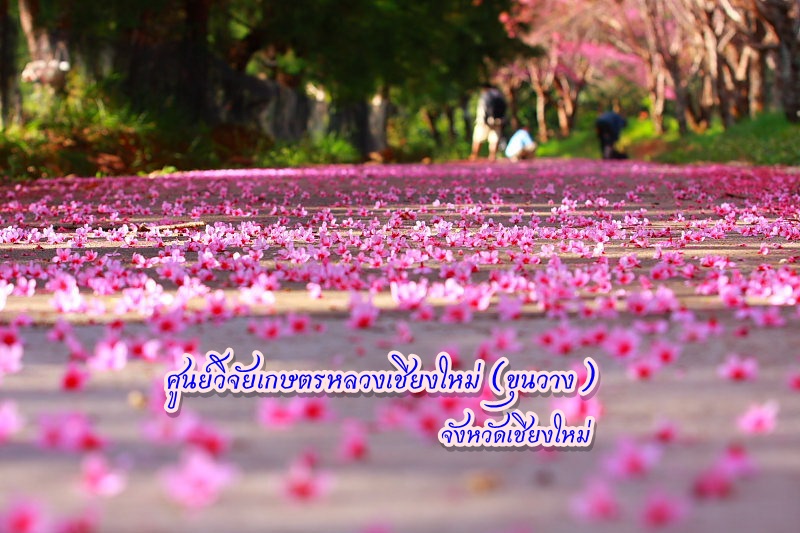 ศูนย์วิจัยเกษตรหลวงเชียงใหม่ (ขุนวาง)