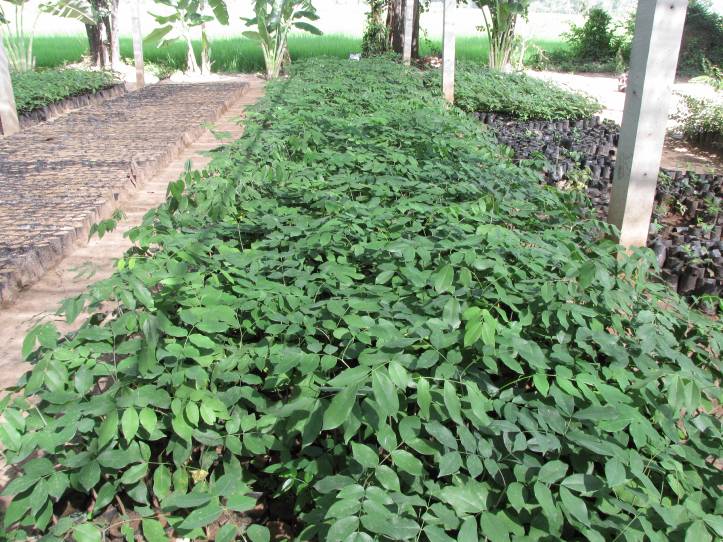 The Royal-initiated Nang Panthurat Mountain Area Conservation and Rehabilitation Project (Khao Chao Lai Yai), Phetchaburi Province