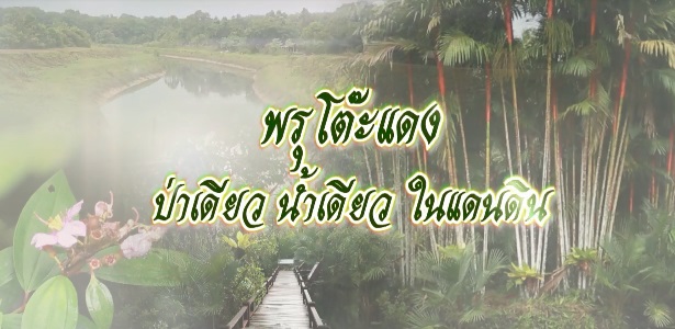 สารคดีเชิงข่าว ชุด ประโยชน์สุขปวงประชา ปี 2561 ตอนที่ 14 : พรุโต๊ะแดง ป่าเดียว น้ำเดียว ในแดนดิน