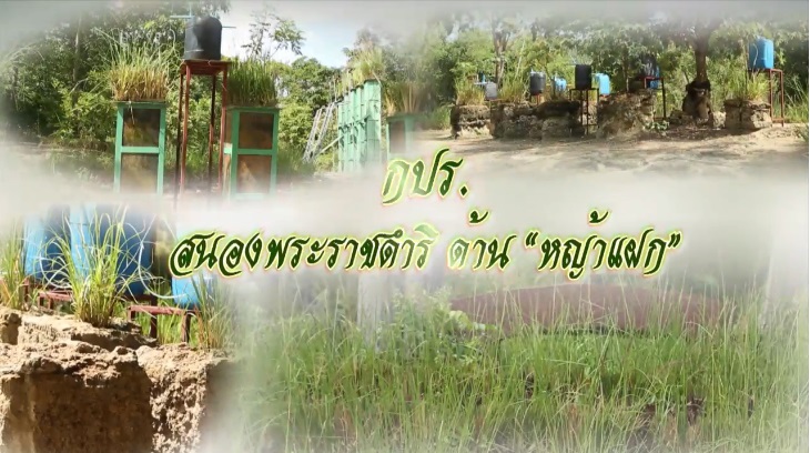 สารคดีเชิงข่าว ชุด ประโยชน์สุขปวงประชา ปี 2561 ตอนที่ 20 : กปร. สนองพระราชดำริด้าน "หญ้าแฝก"