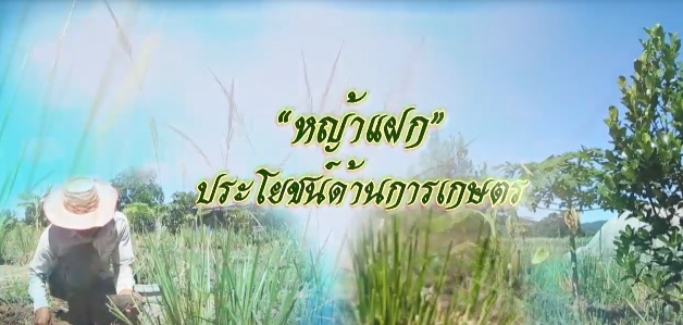 สารคดีเชิงข่าว ชุด ประโยชน์สุขปวงประชา ปี 2561 ตอนที่ 27 : "หญ้าแฝก" ประโยชน์ด้านการเกษตร