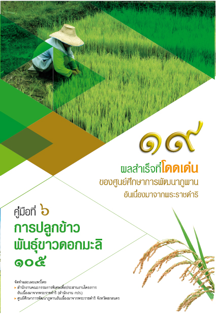 การปลูกข้าวพันธุ์ข้าวดอกมะลิ ๑๐๕