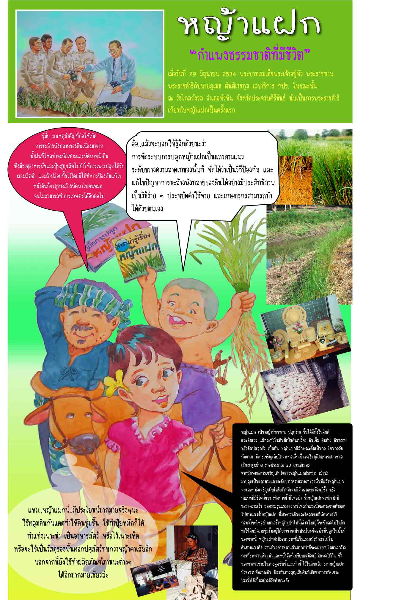 Vetiver: Living Natural Barrier