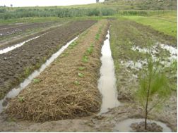 Royal Speech: The Musical